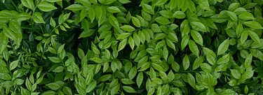 Ecodesign houtkachels: alles over de nieuwe, strenge norm