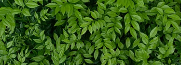 Ecodesign houtkachels: alles over de nieuwe, strenge norm