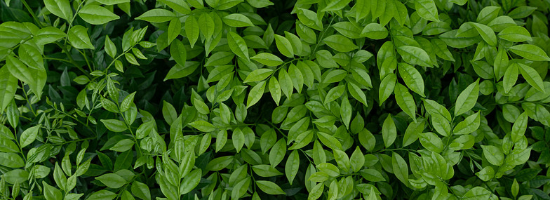 Ecodesign houtkachels: alles over de nieuwe, strenge norm